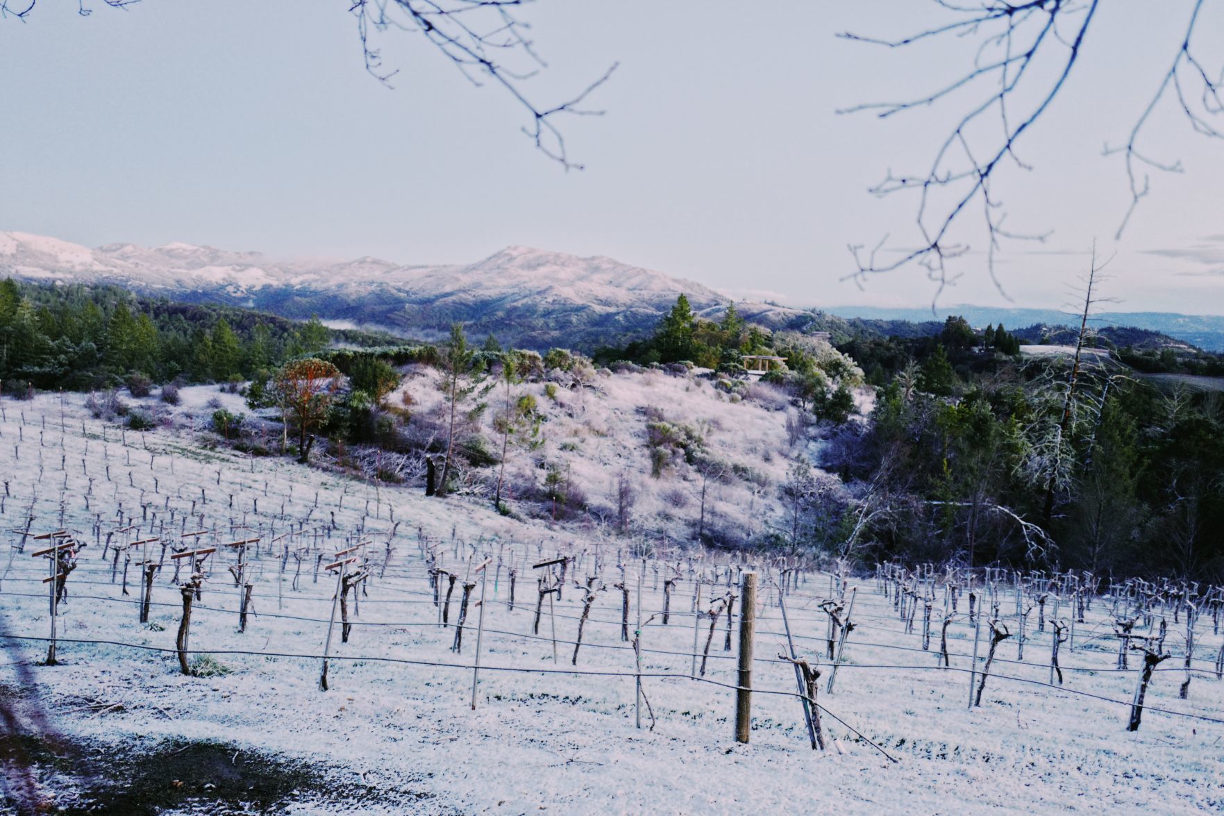 From Our Readers: Snow in Napa Valley
